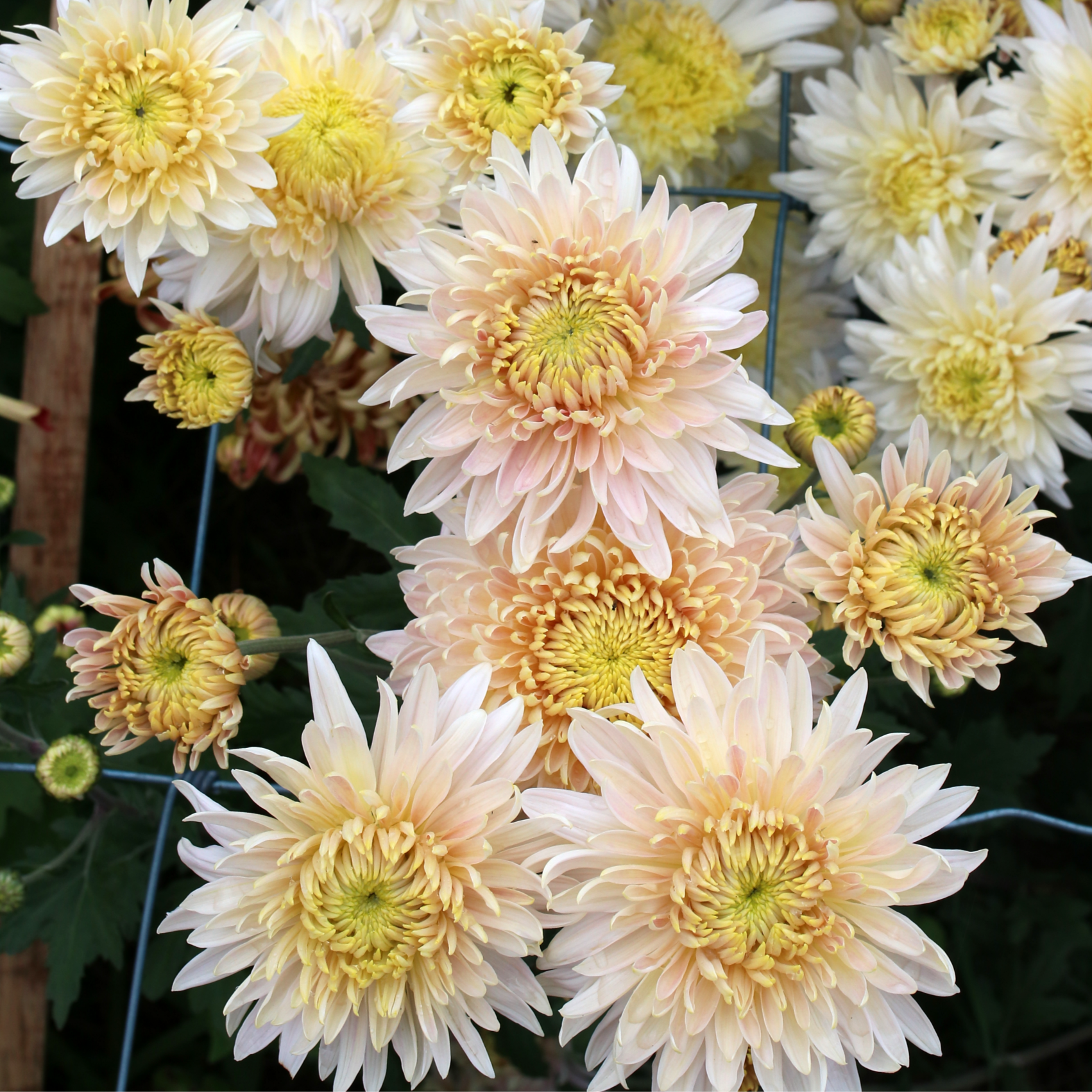 Chrysanthemum Plant - Seaton's J'adore image 0