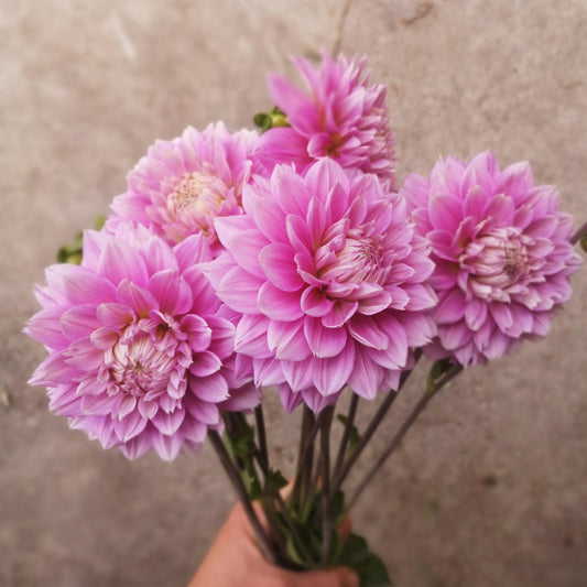 Dahlia Tuber - Florelie Tutu image 0