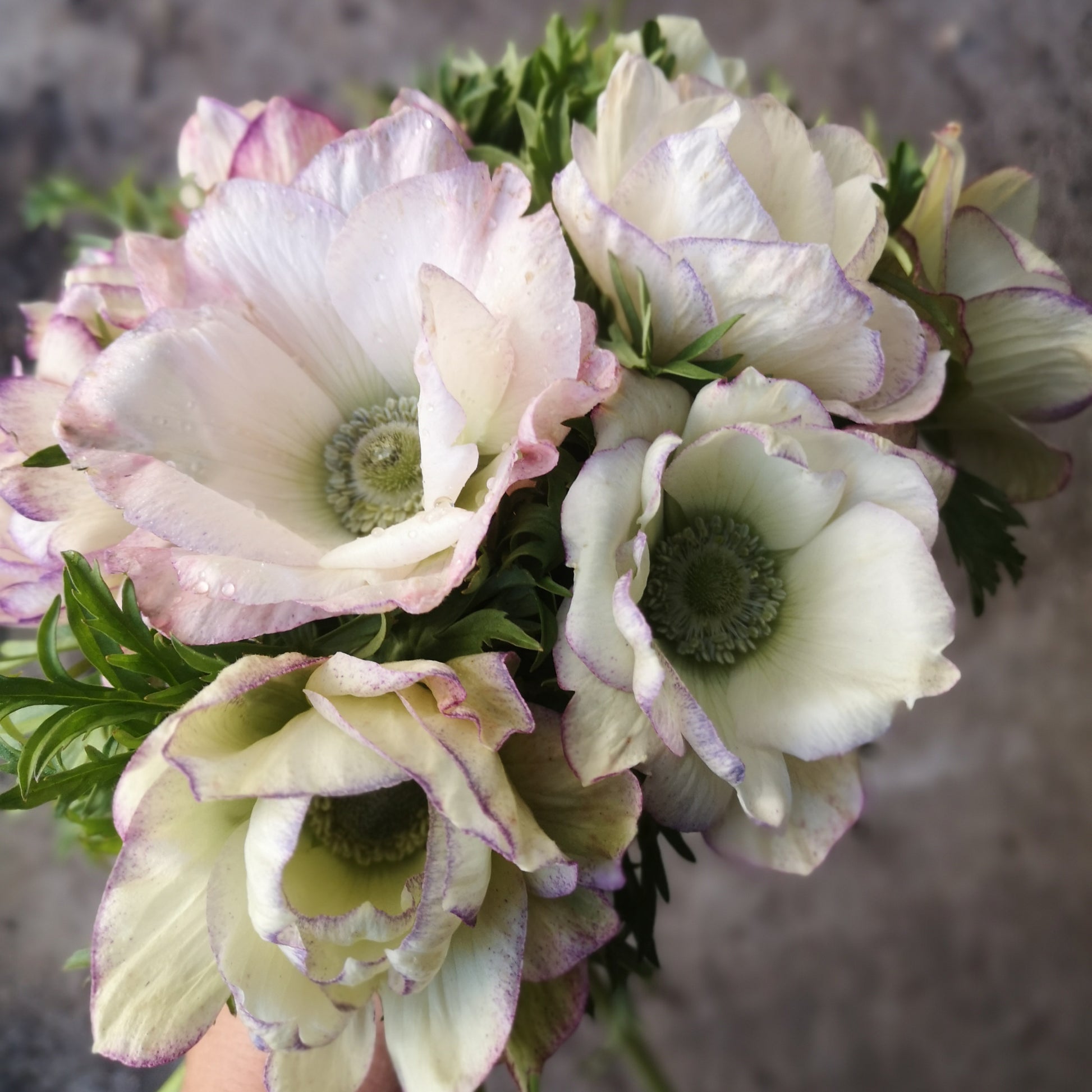 Italian Anemone Corms - Edge Bianco image 1