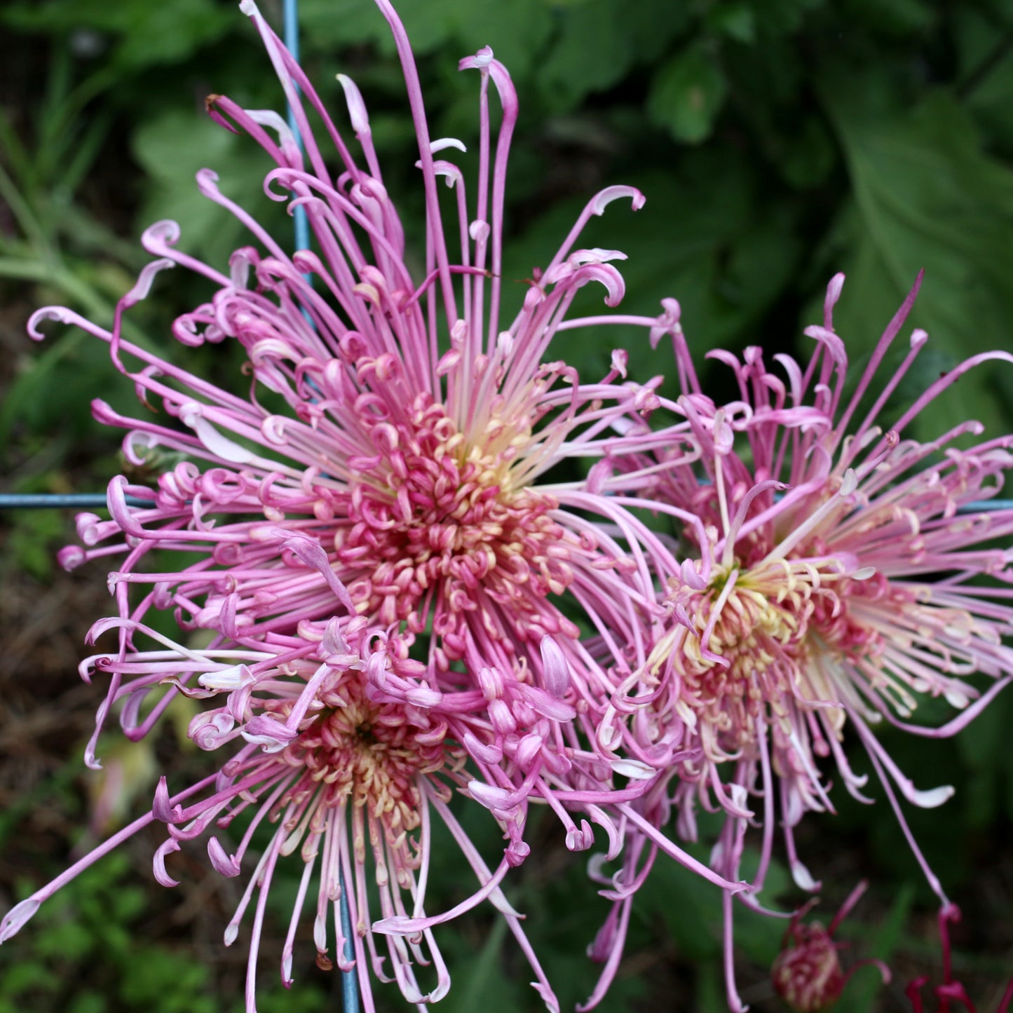 Chrysanthemum Plant - Fleur de Lis image 0