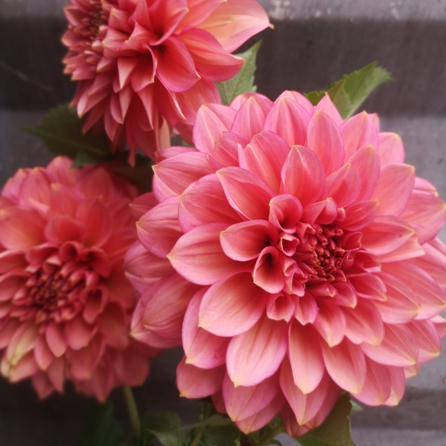 Dahlia Plant - Florelie Guava image 0