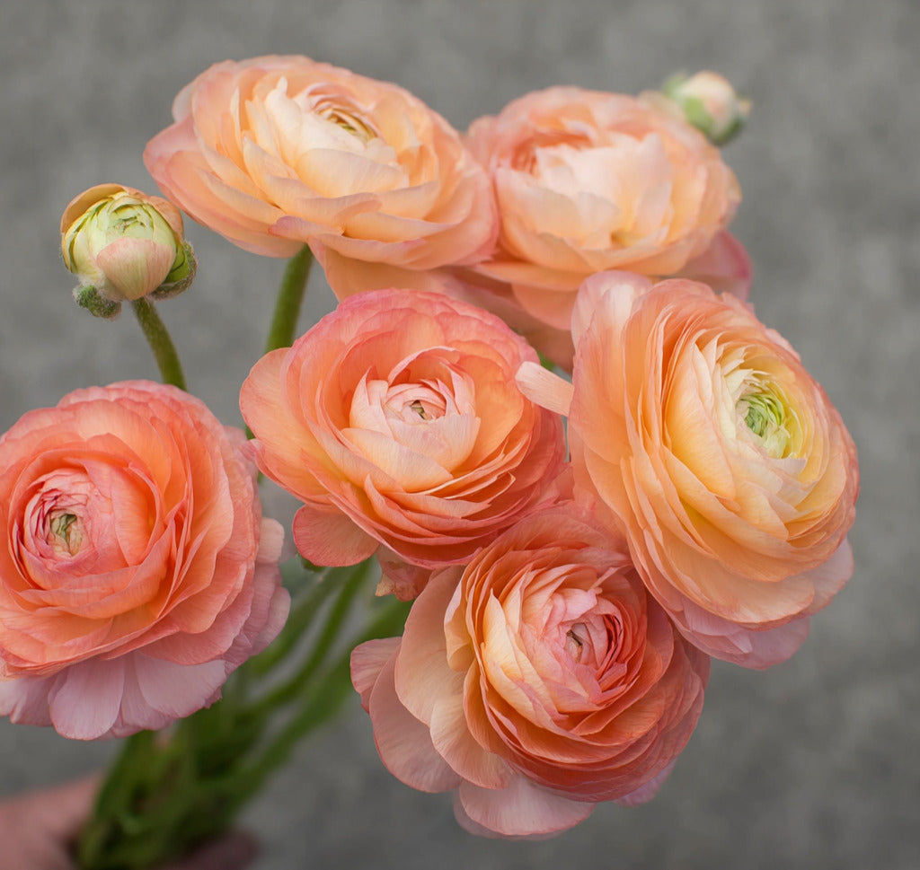 Italian Ranunculus Seedling Plug - Salmone - 10 Pack image 0