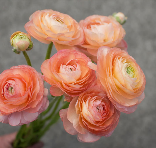 Italian Ranunculus Seedling Plug - Salmone - 10 Pack image 0