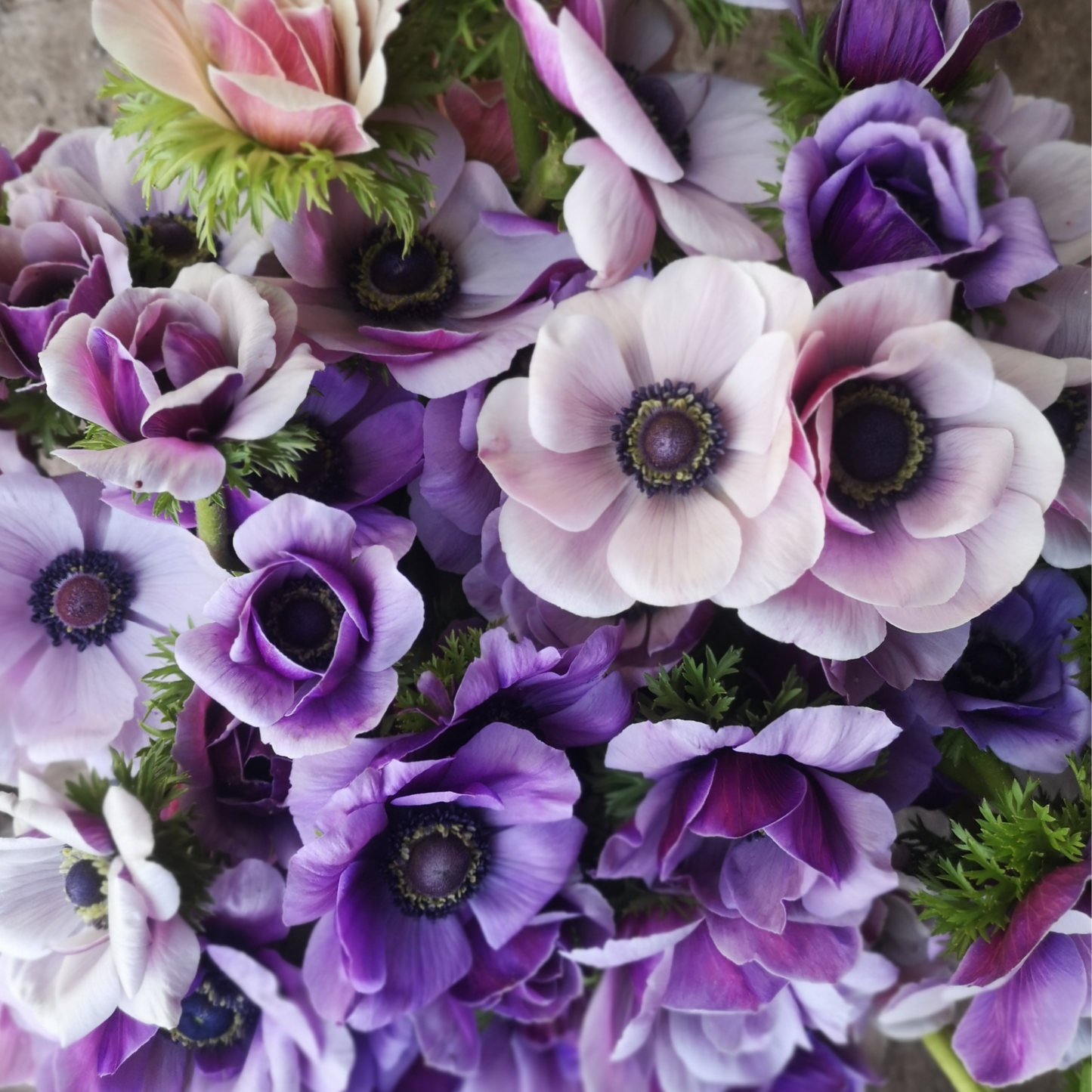 Italian Anemone Corms - Rarity image 0
