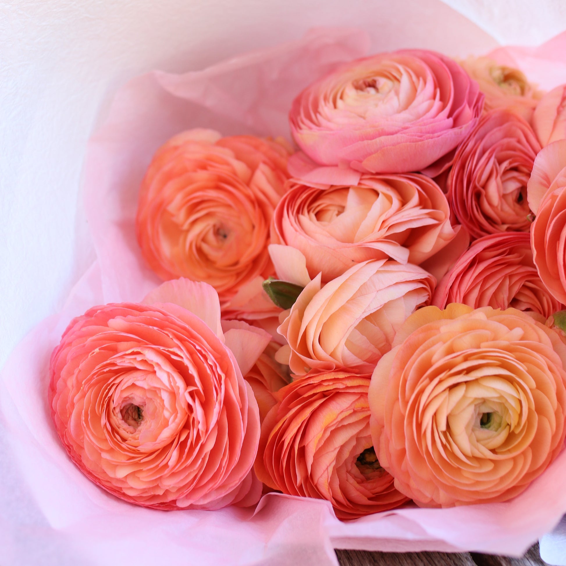 Farm Bunch -Ranunculus image 0