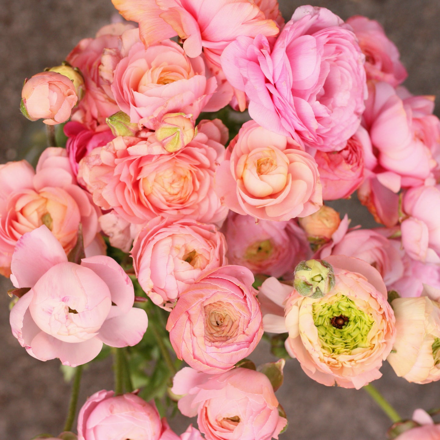 Italian Ranunculus Corms - Pastello image 0