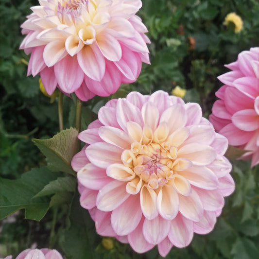 Dahlia Tuber - Florelie Pirouette image 0