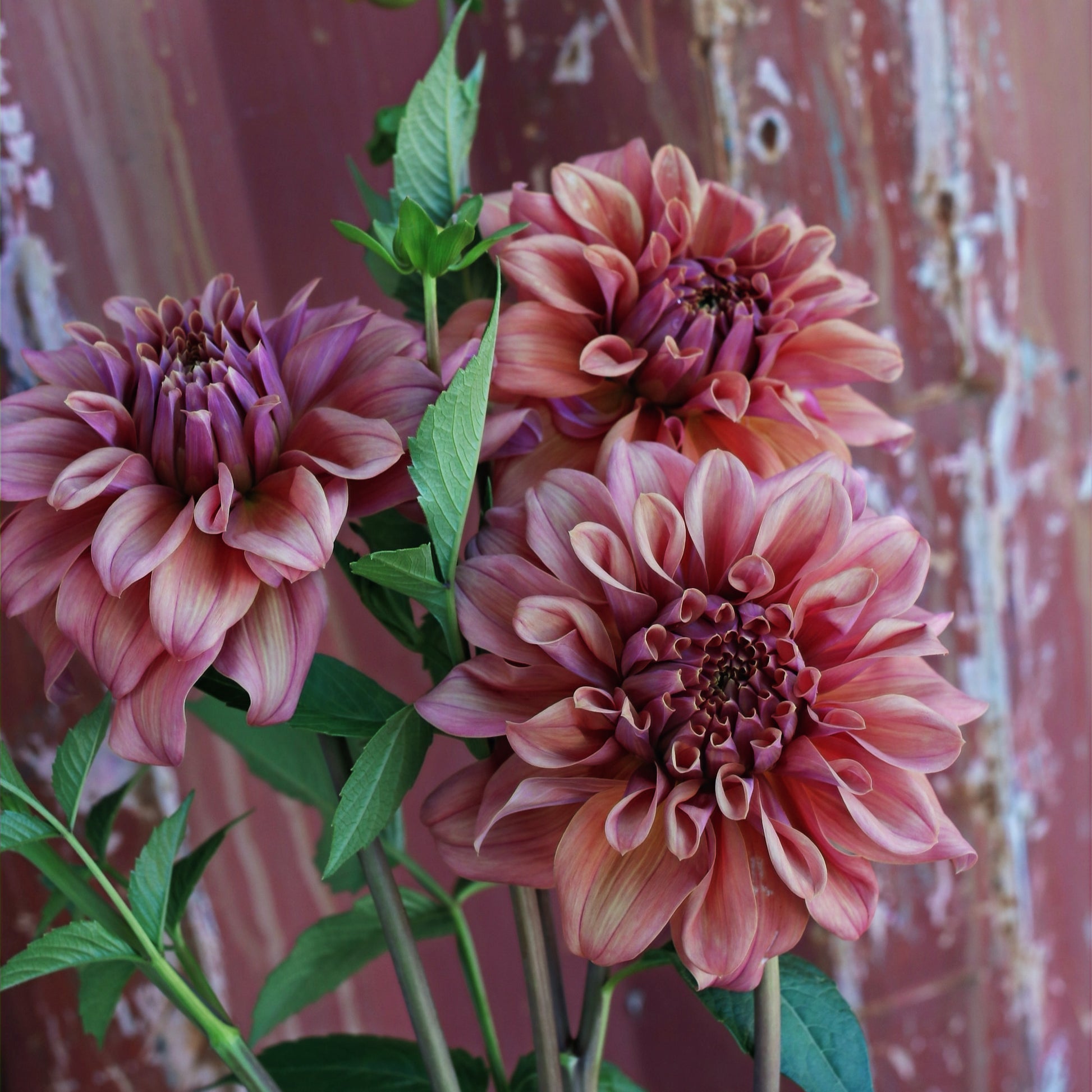 Dahlia Plant - Lileah Caramel Rose image 0