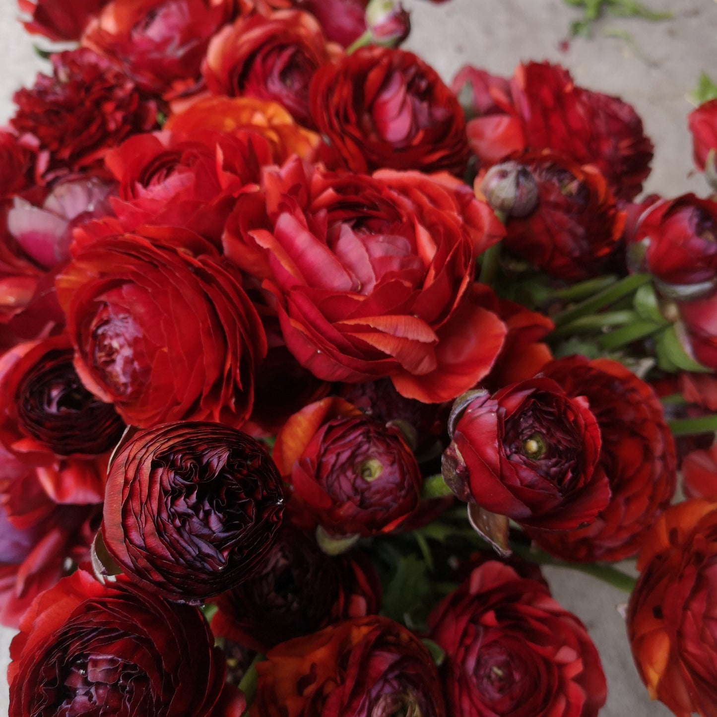 Farmer's Pack - Italian Ranunculus Corms - Chocolate image 2