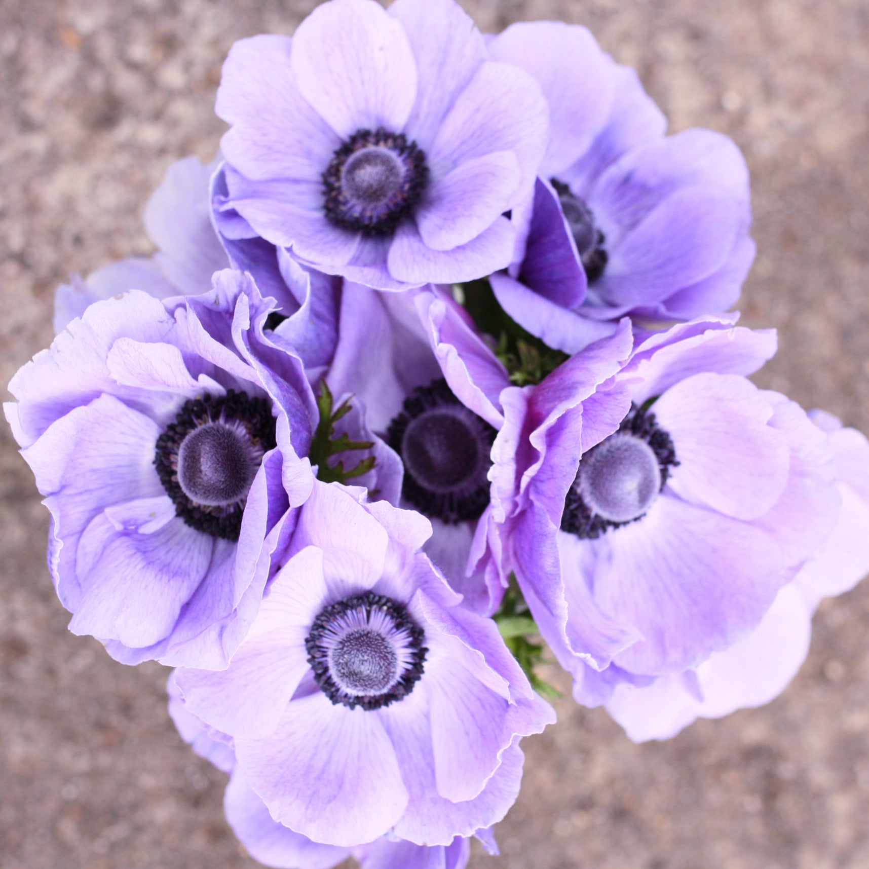 Italian Anemone Corms - Azzuro image 2