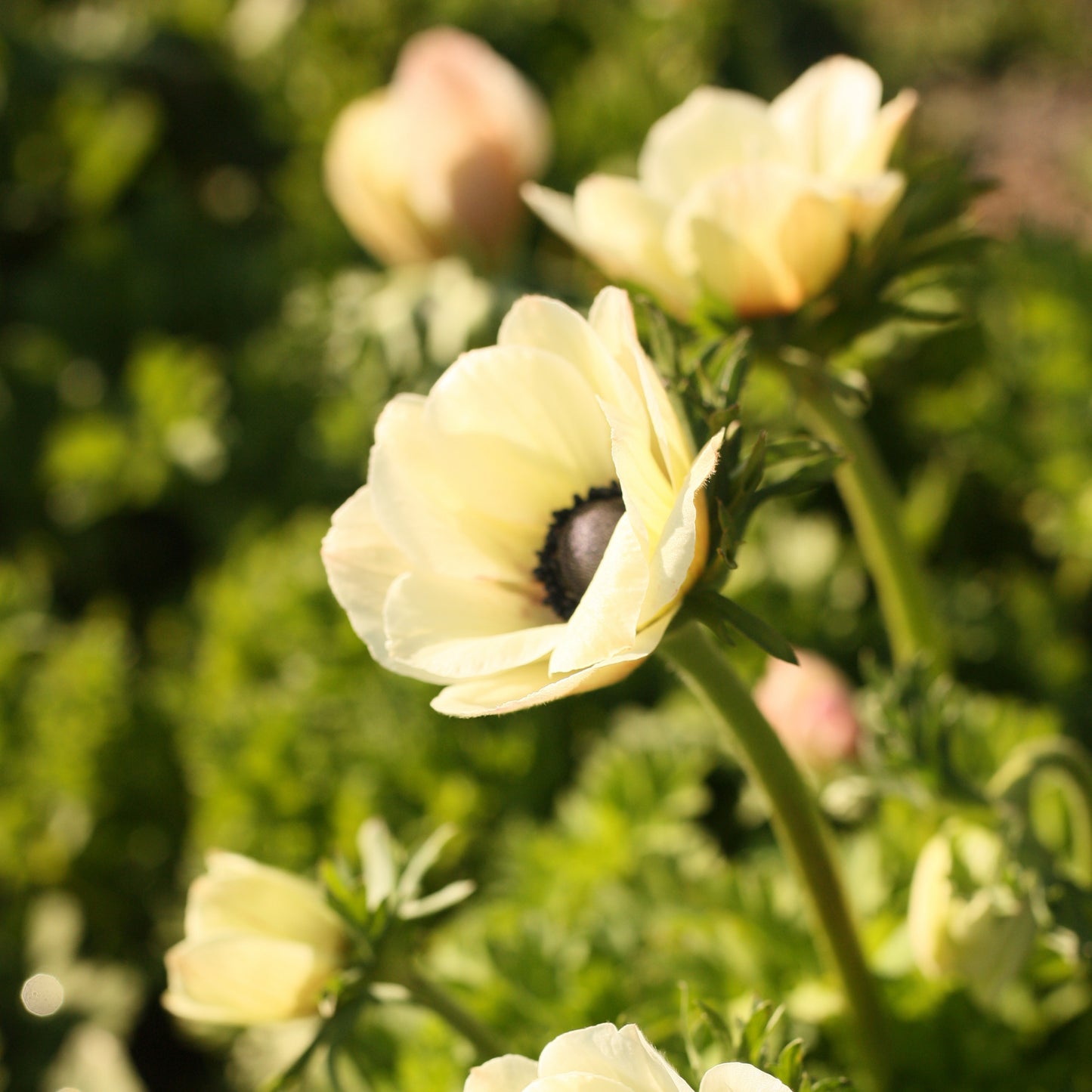 Italian Anemone Corms - Bianco Centro Nero image 3