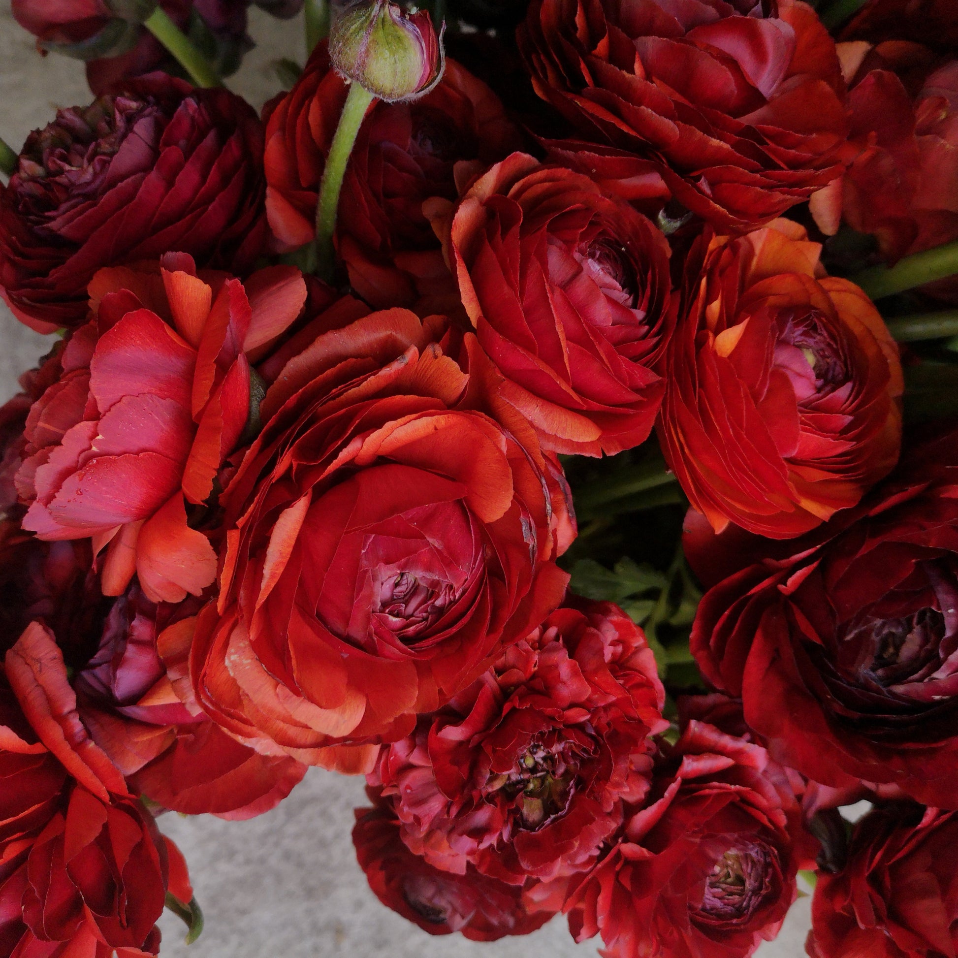 Farmer's Pack - Italian Ranunculus Corms - Chocolate image 1