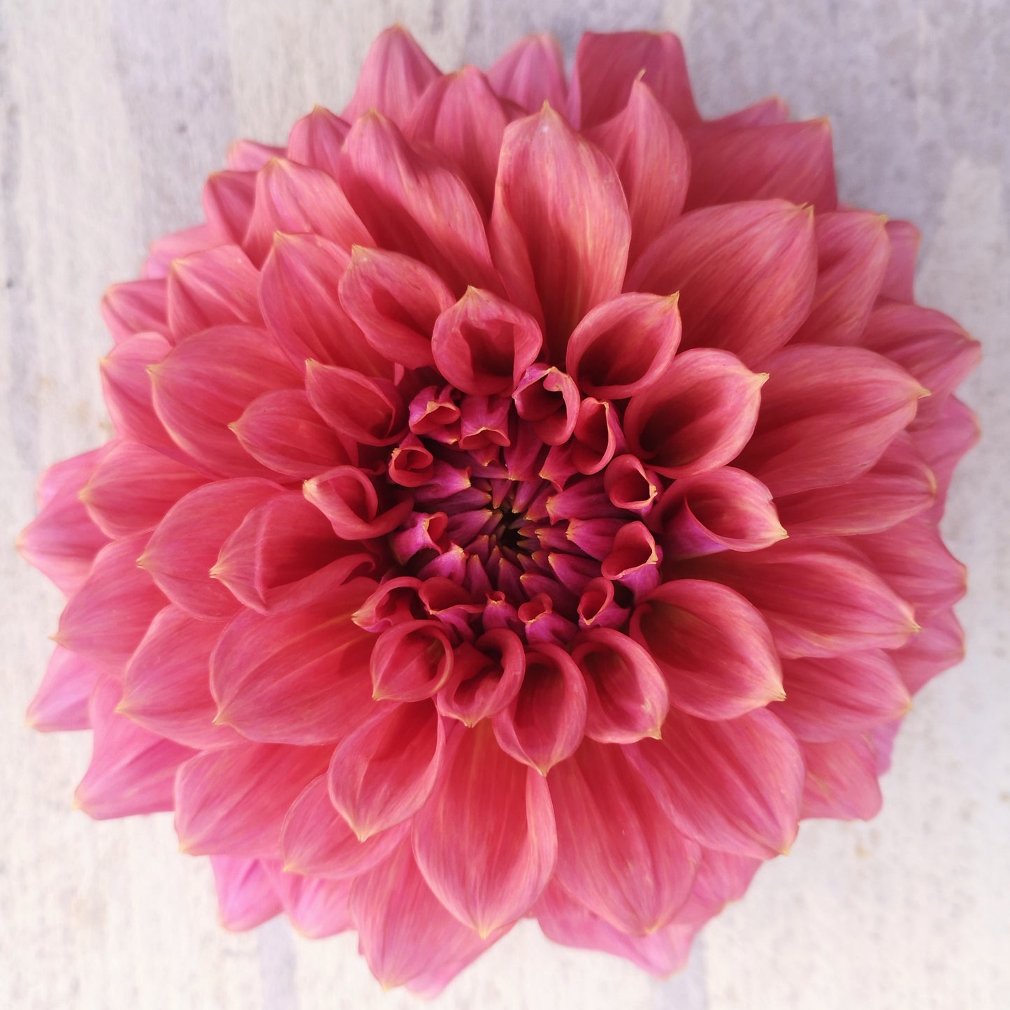 Dahlia Tuber - Formby Monarch image 0