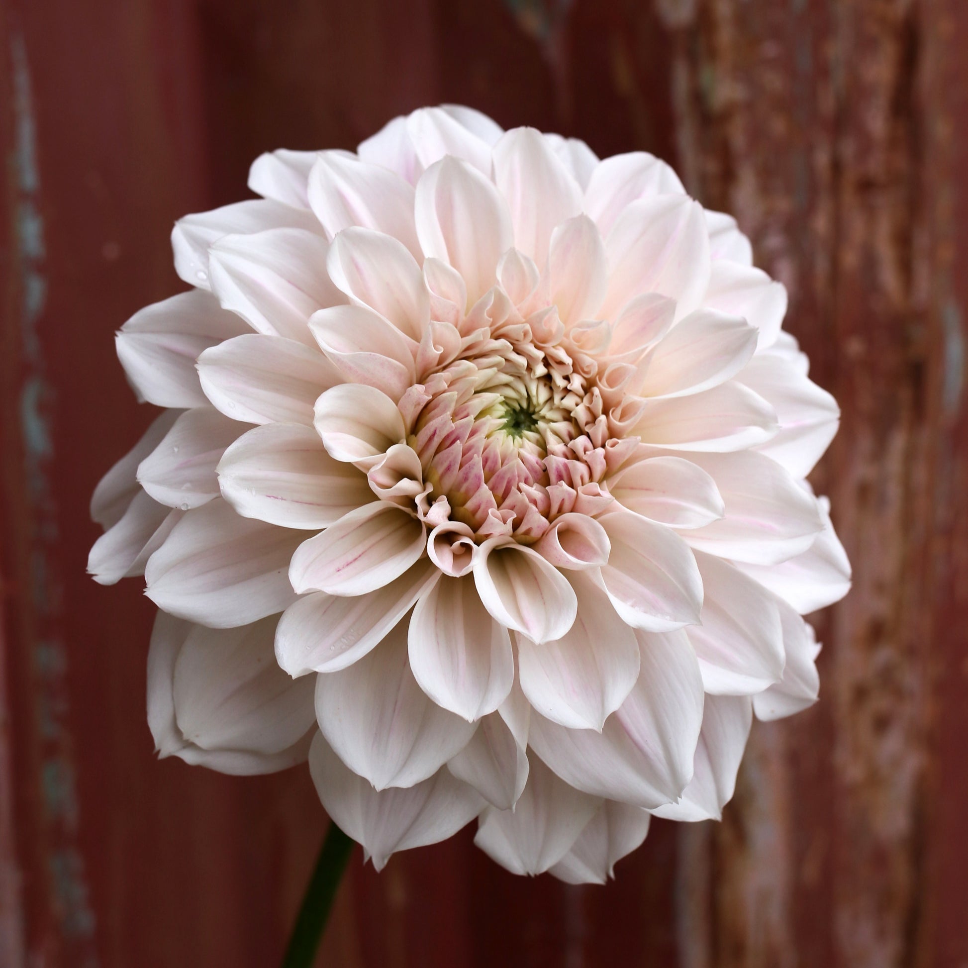 Dahlia Plant - Everbloom First Dance image 0