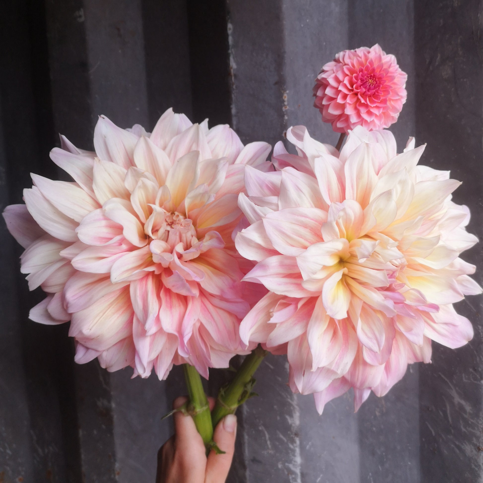 Dahlia Plant - Tom Wytern image 0