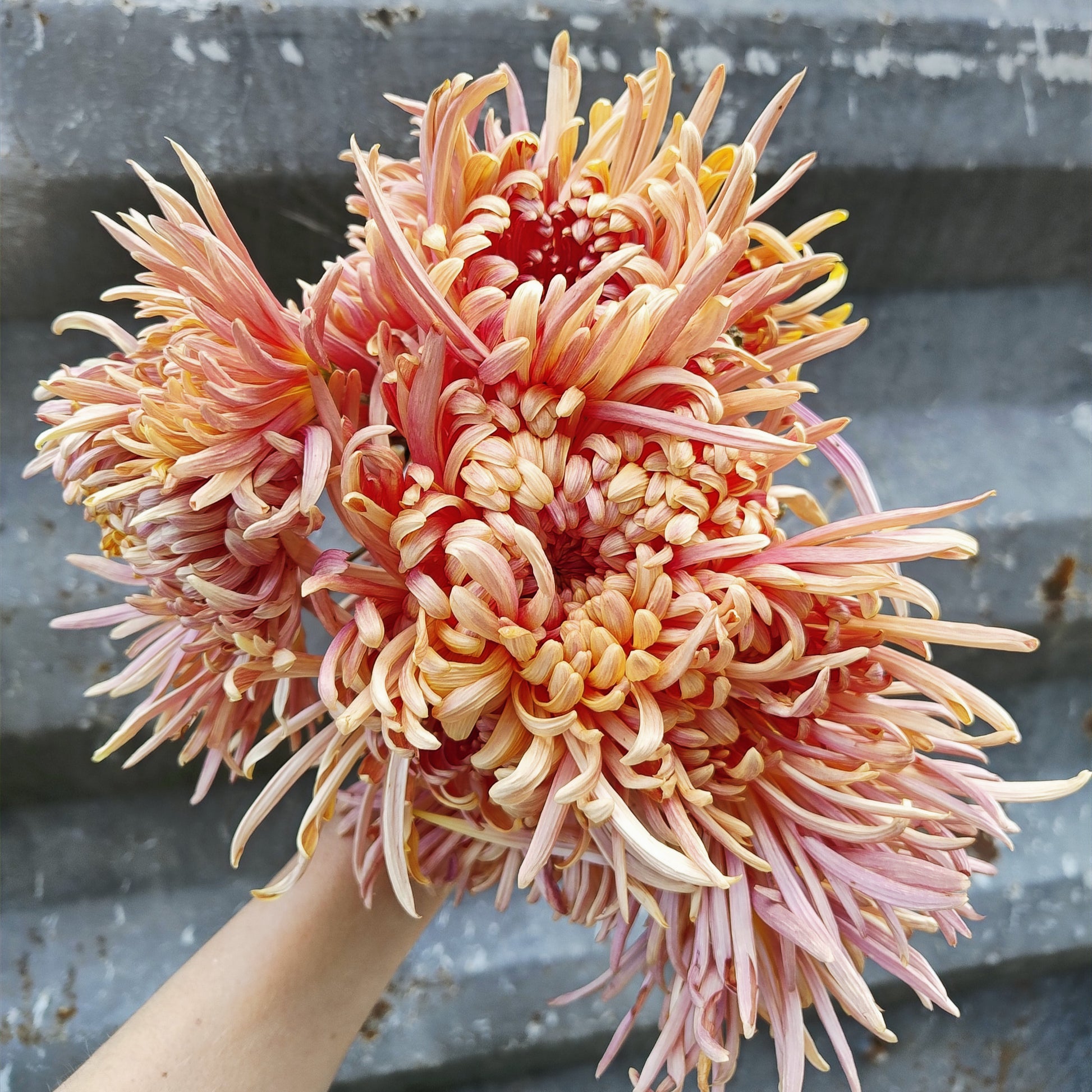 Chrysanthemum Plant - Kokka Gensyu image 0