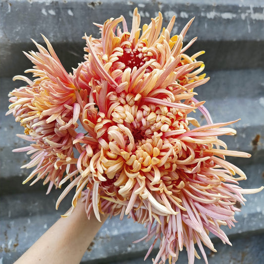 Chrysanthemum Plant - Kokka Gensyu image 0