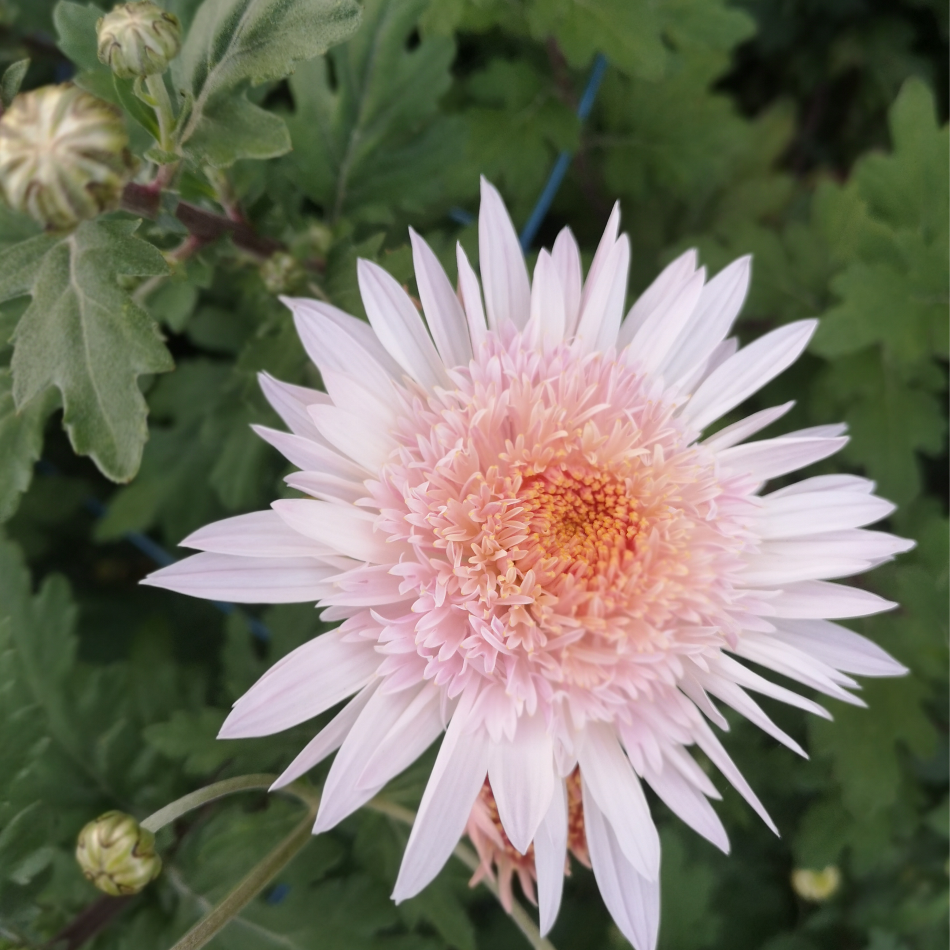 Chrysanthemum Plant - Flying Saucer image 3