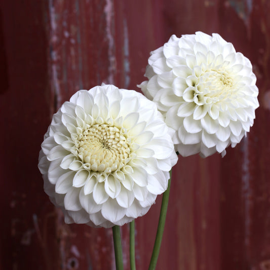 Dahlia Tuber - Devon Peace image 0