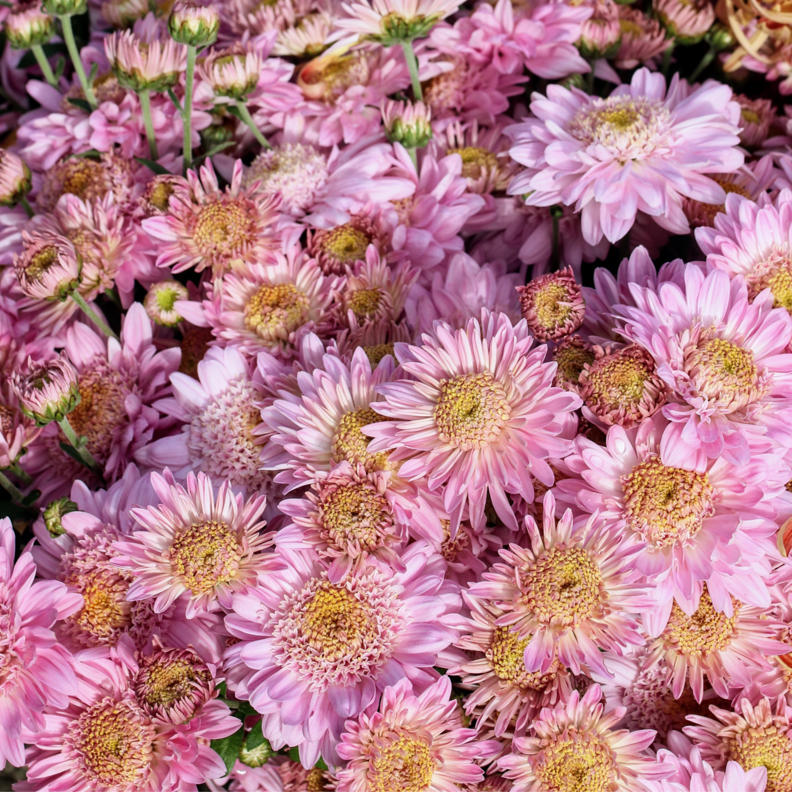 Chrysanthemum Plant - Lucy image 0