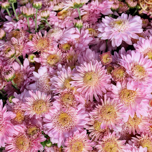 Chrysanthemum Plant - Lucy image 0
