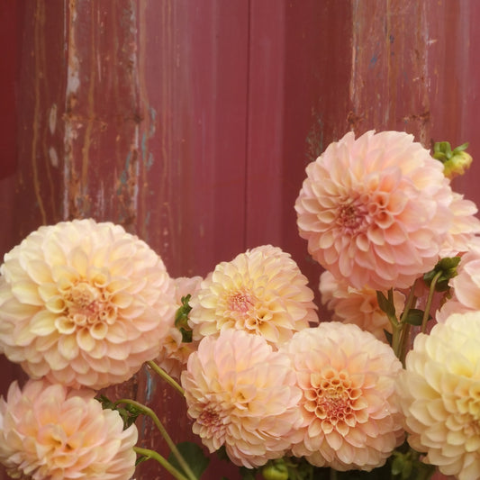 Dahlia Tuber - Coorabell Astrid image 0
