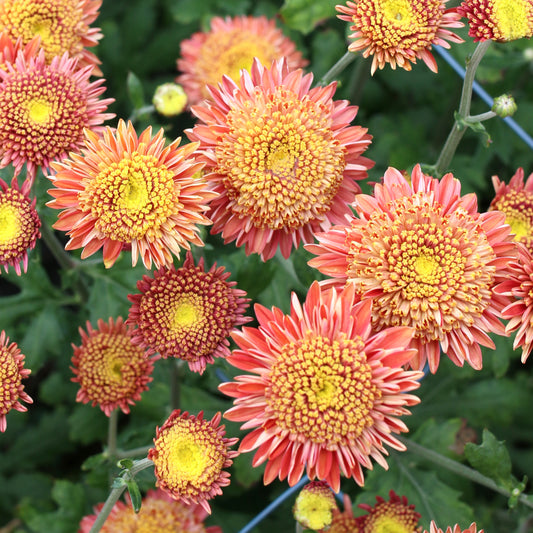 Chrysanthemum Plant - Seaton's Rosie image 0
