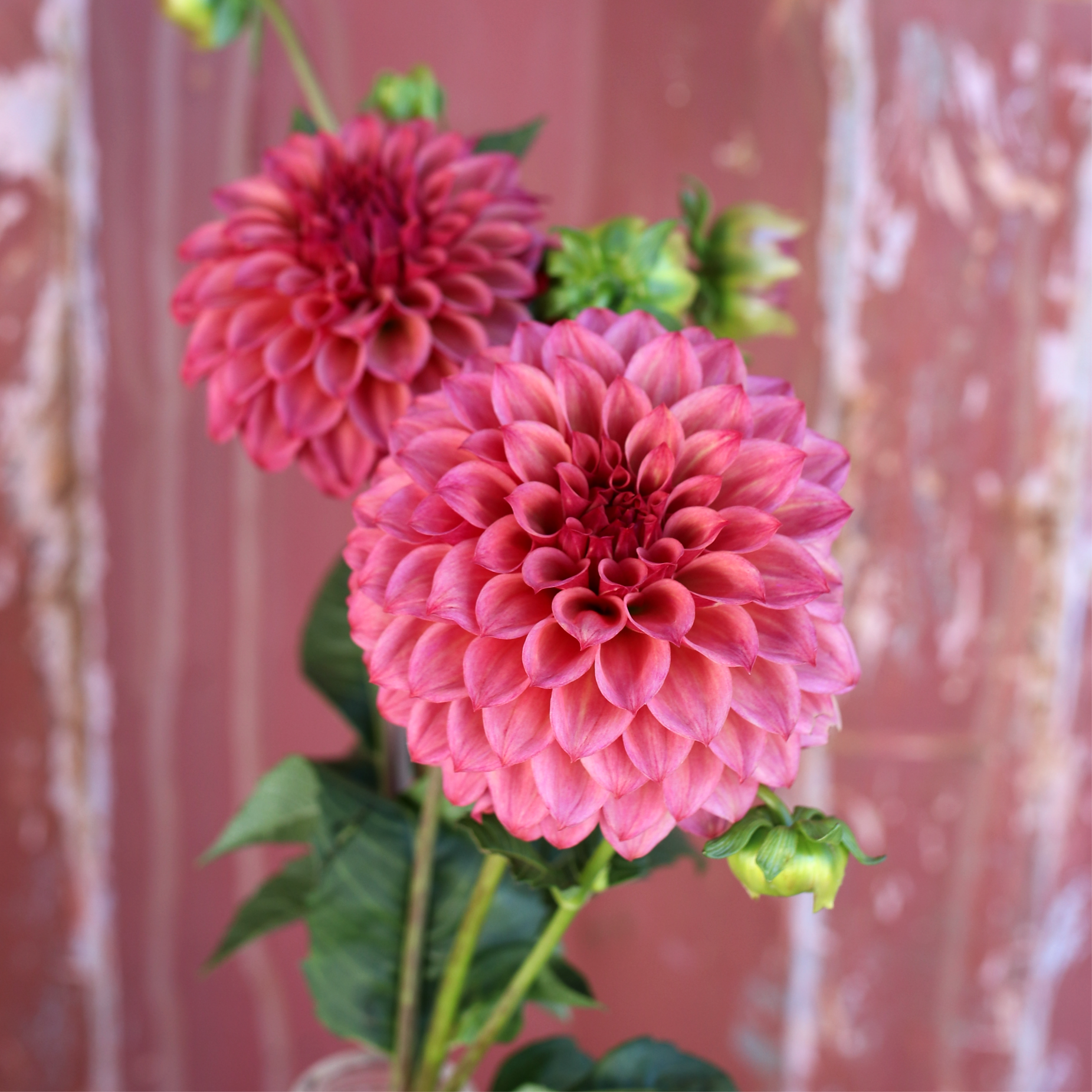 Dahlia Tuber - Formby Rocket  - LIMIT 1 per household image 1