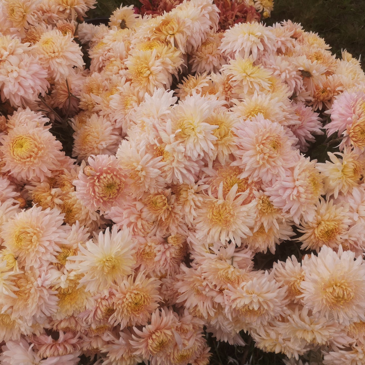 Chrysanthemum Plant - Seaton's J'adore image 1