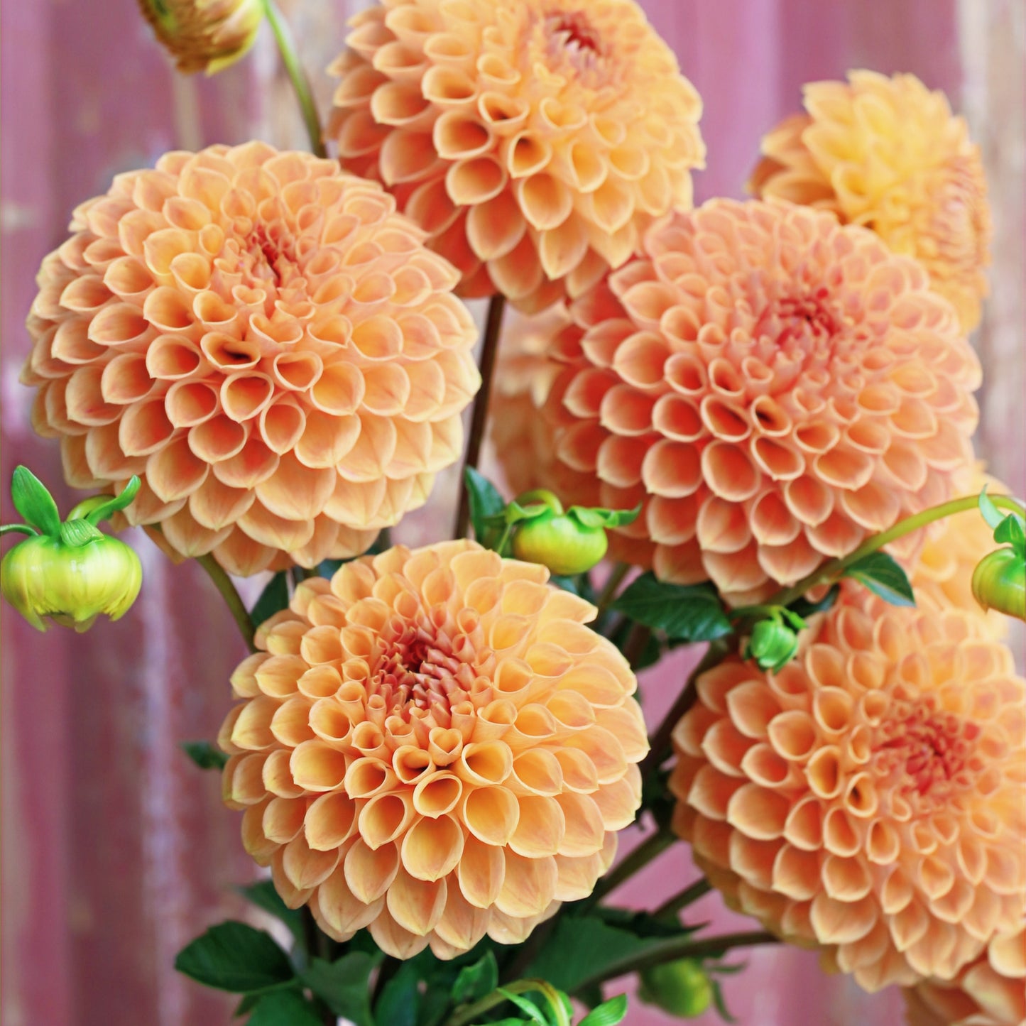 Dahlia Tuber - Formby Crest image 0
