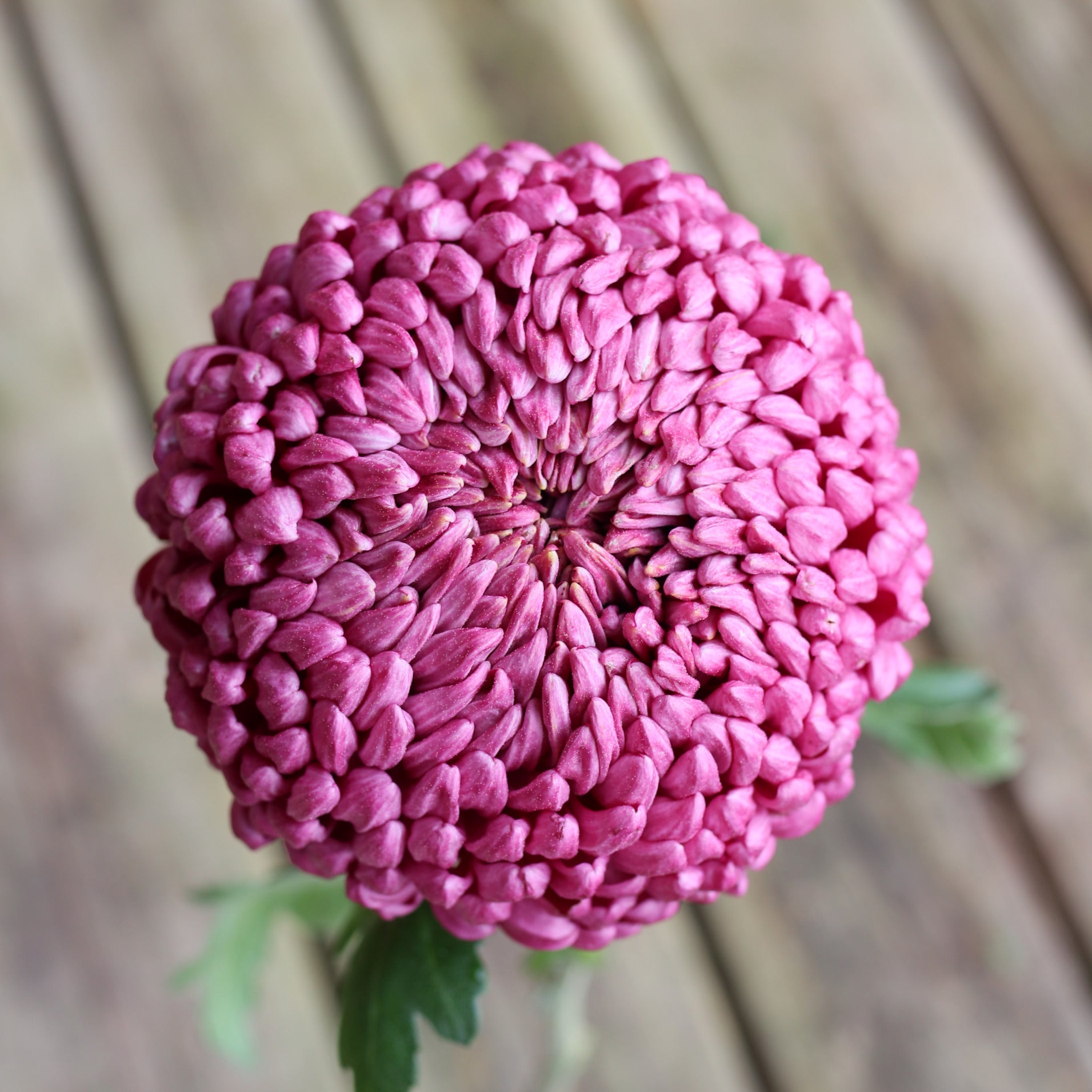 Chrysanthemum Plant - Stockton image 0