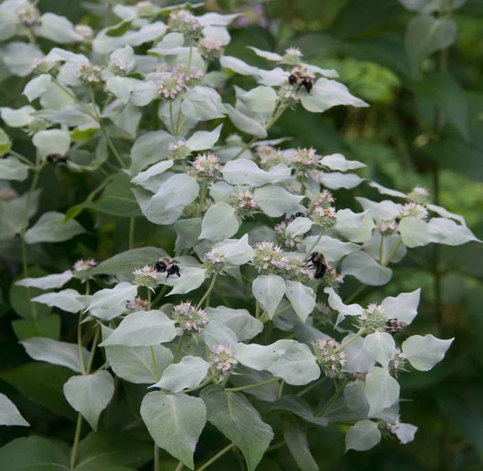 Mountain Mint Plant image 0