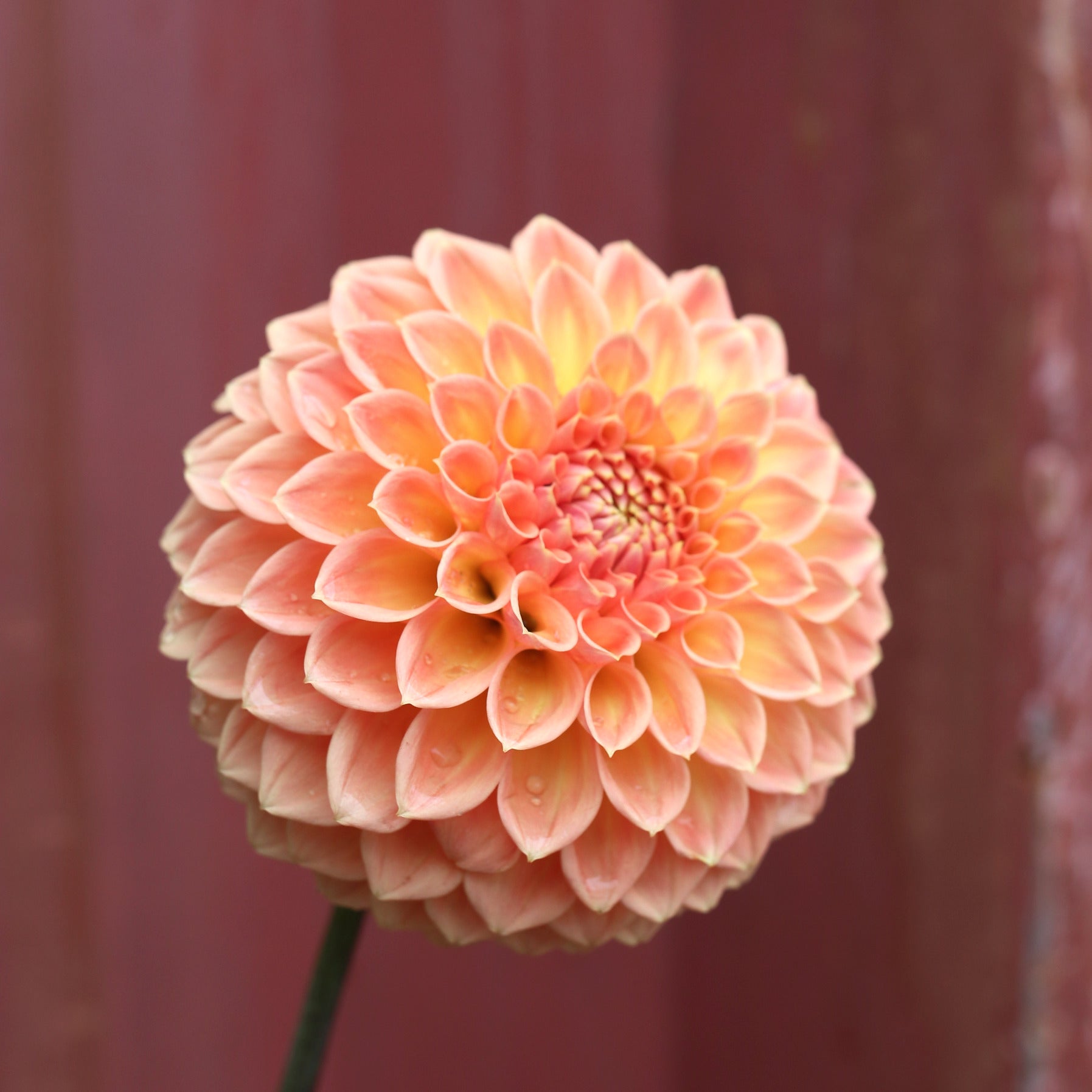 Dahlia Tuber - Granite Kylie N/A 2025 image 0