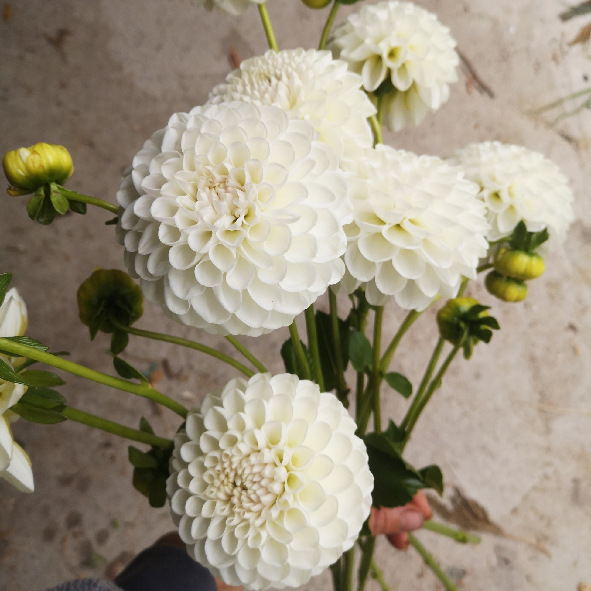 Dahlia Tuber - L'Ancresse image 0
