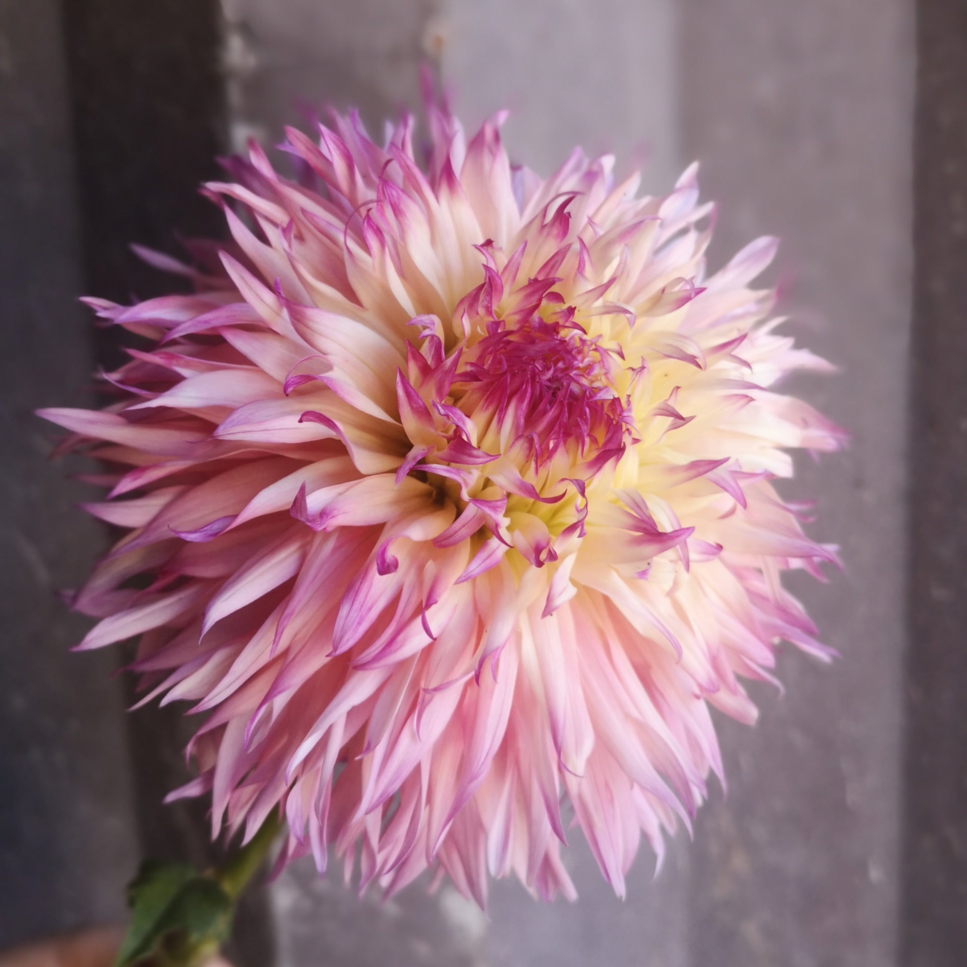 Dahlia Tuber - Pinelands Princess - LIMIT OF 1 PER HOUSEHOLD image 0