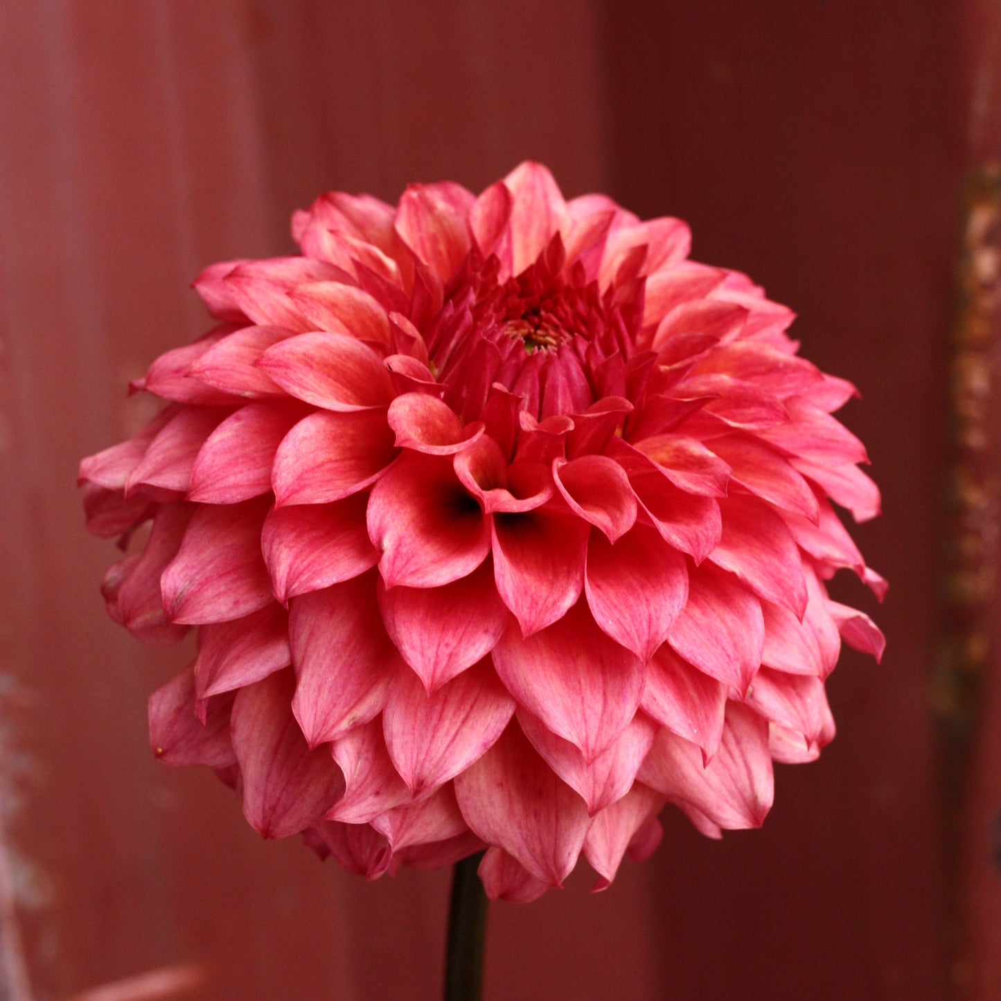 Dahlia Plant - Formby Rocket image 0
