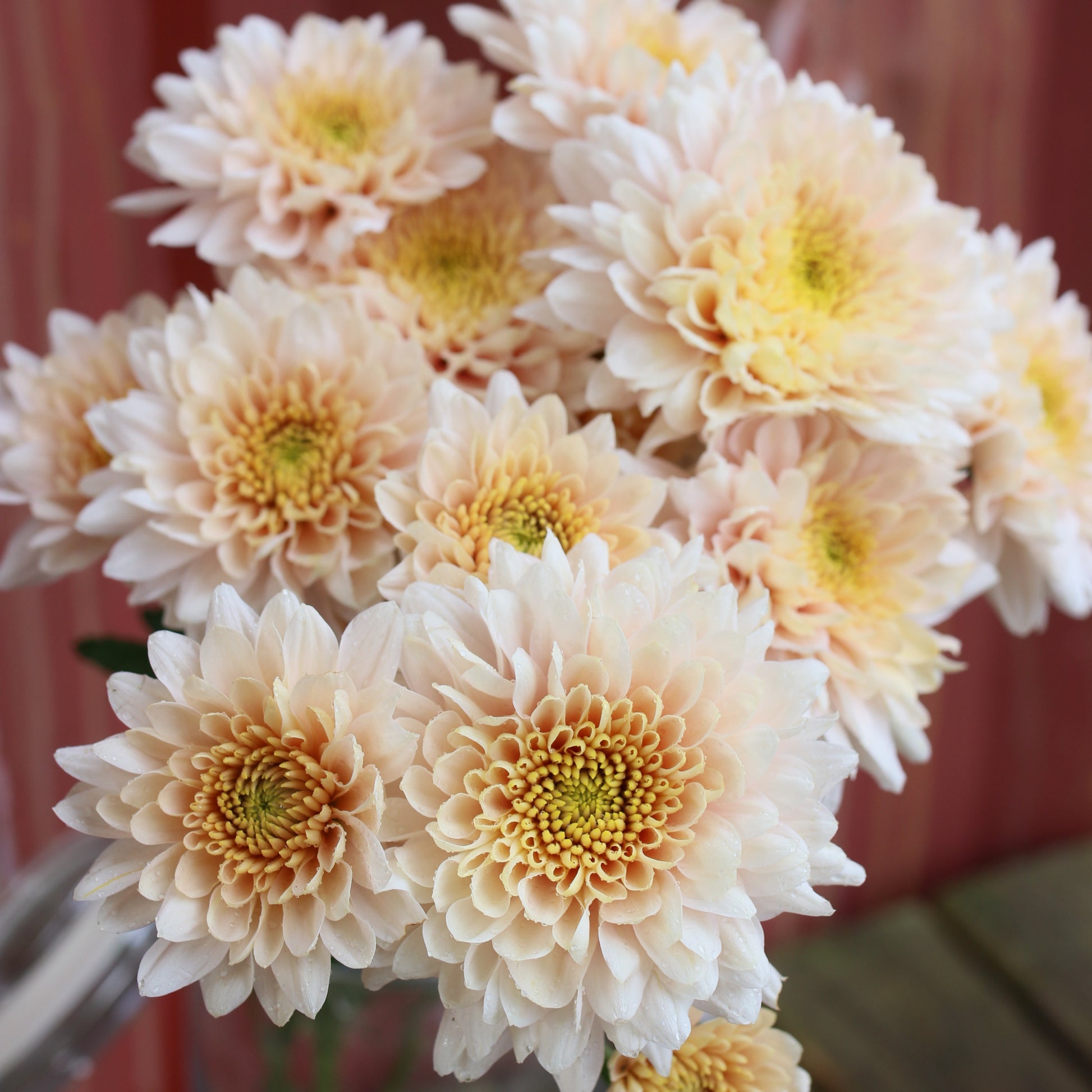 Chrysanthemum Plant - Champagne image 0