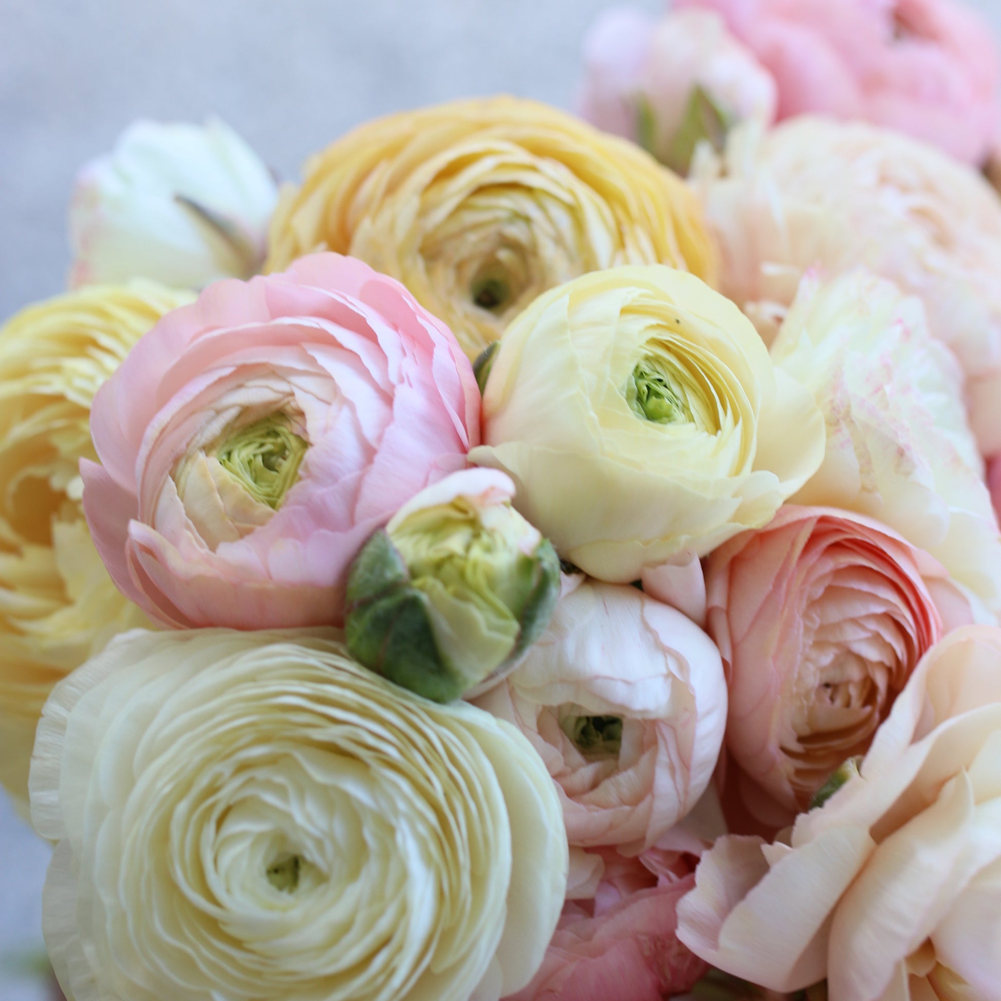 French Ranunculus Seedling Plug - Wedding Pastel - 10 Pack image 1