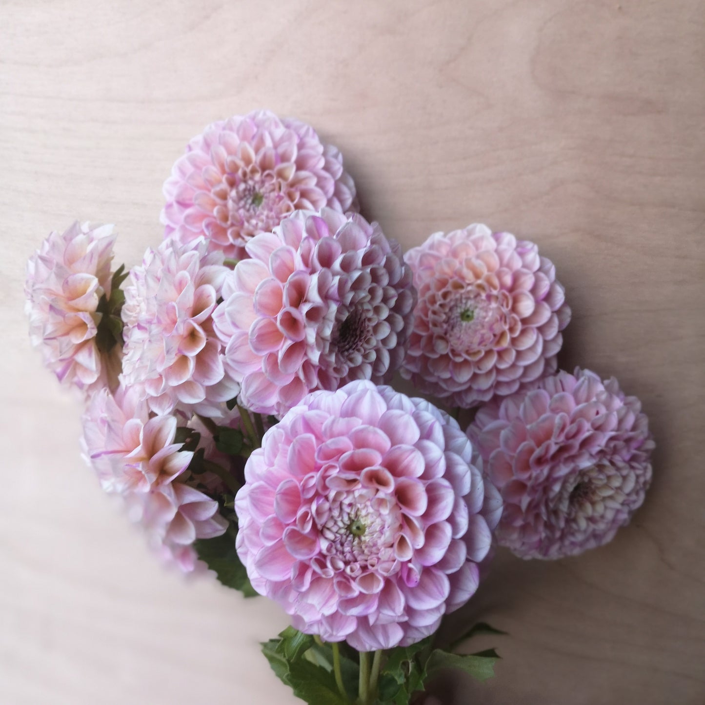Dahlia Tuber - Vintage Wine image 0