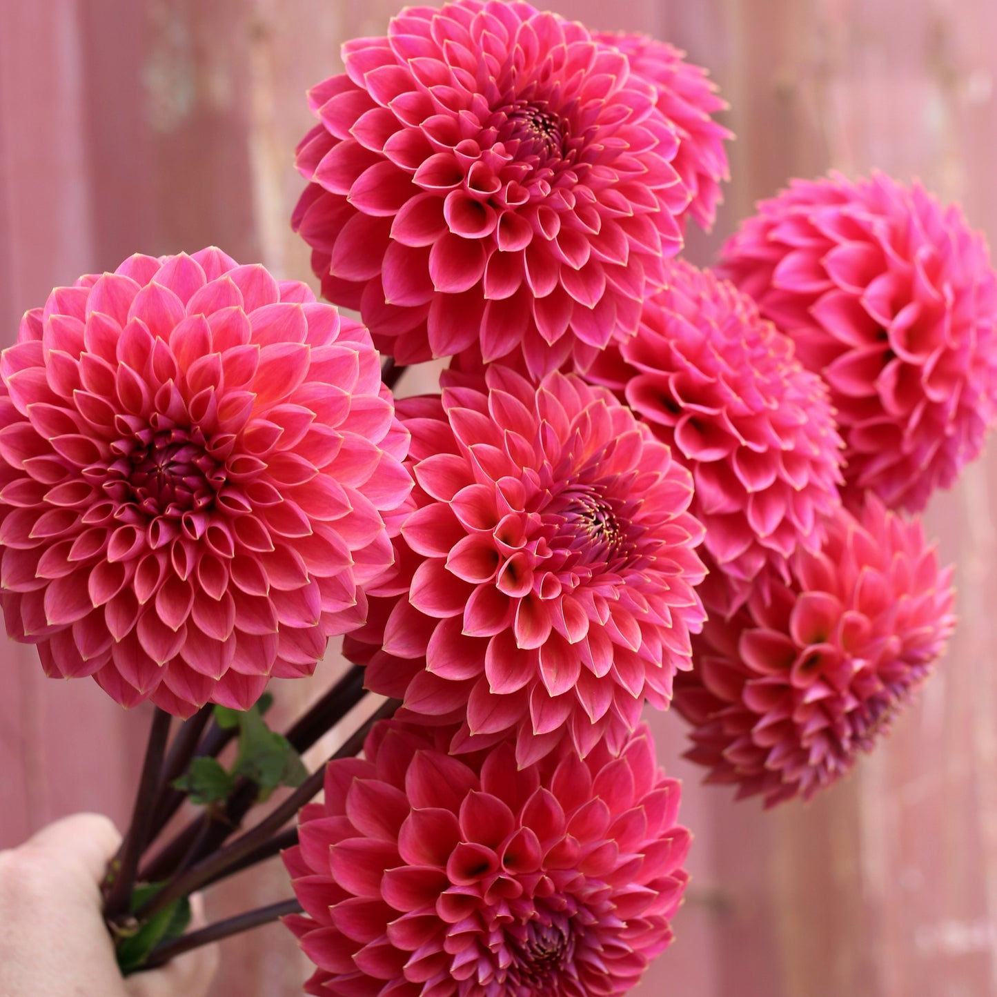 Dahlia Plant - Polventon Kristobel image 0