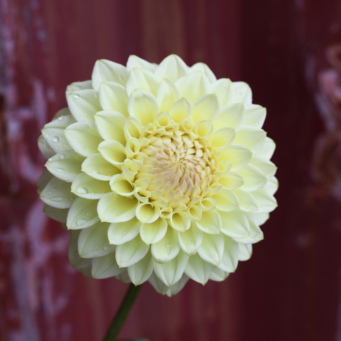 Dahlia Plant - Winholme Diane image 0