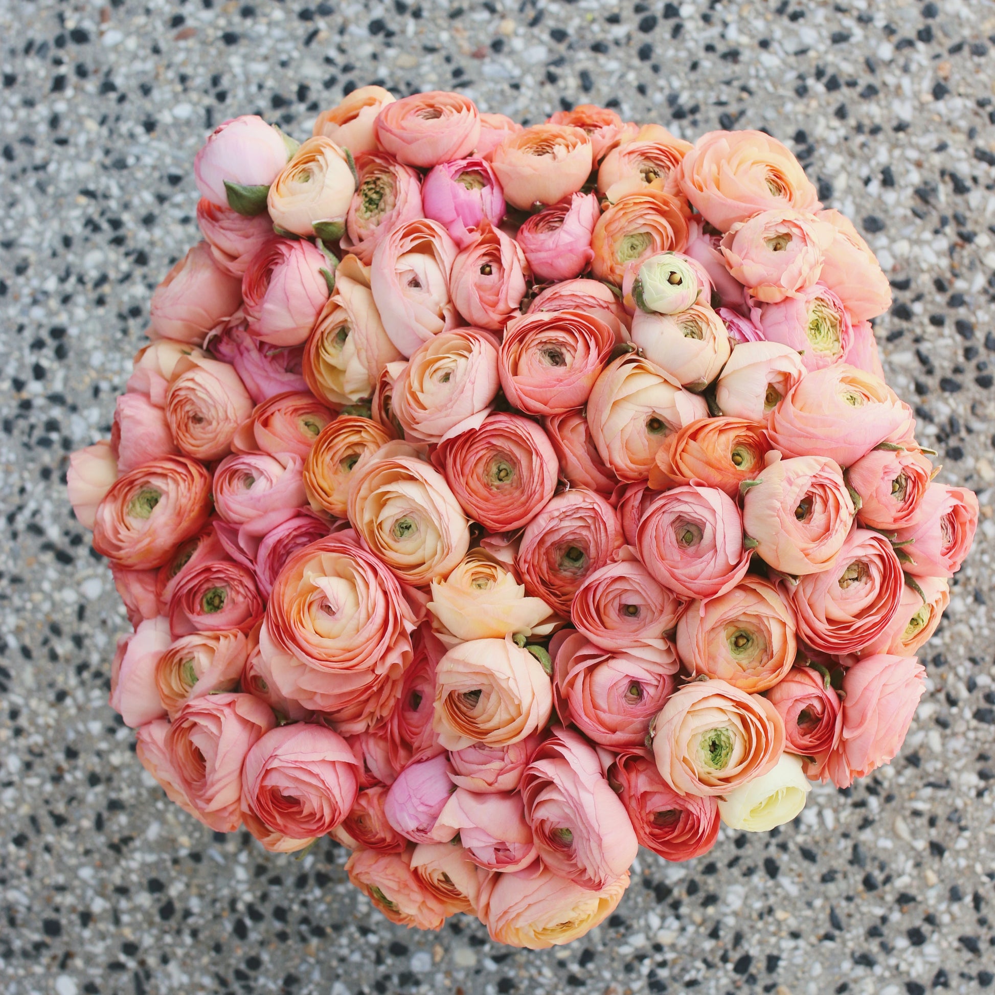 Italian Ranunculus Corms -  Elegance Salmon (LIMIT of 2 packs per customer image 1