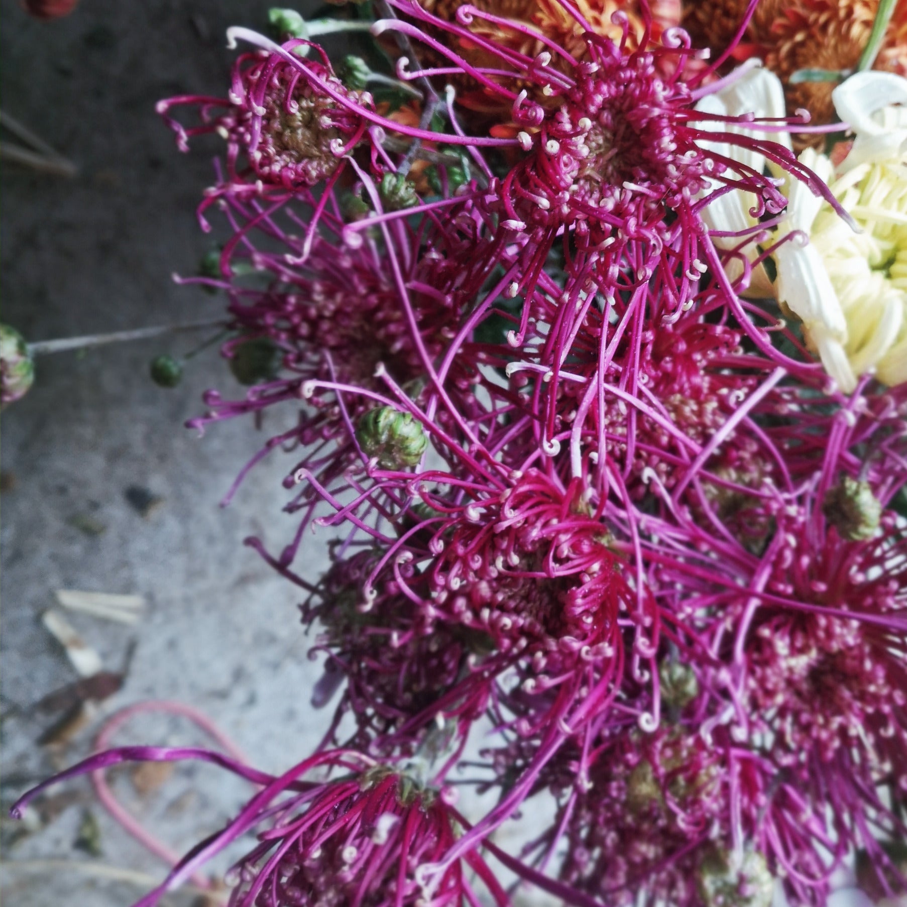 Chrysanthemum Plant - Fleur de Lis image 1