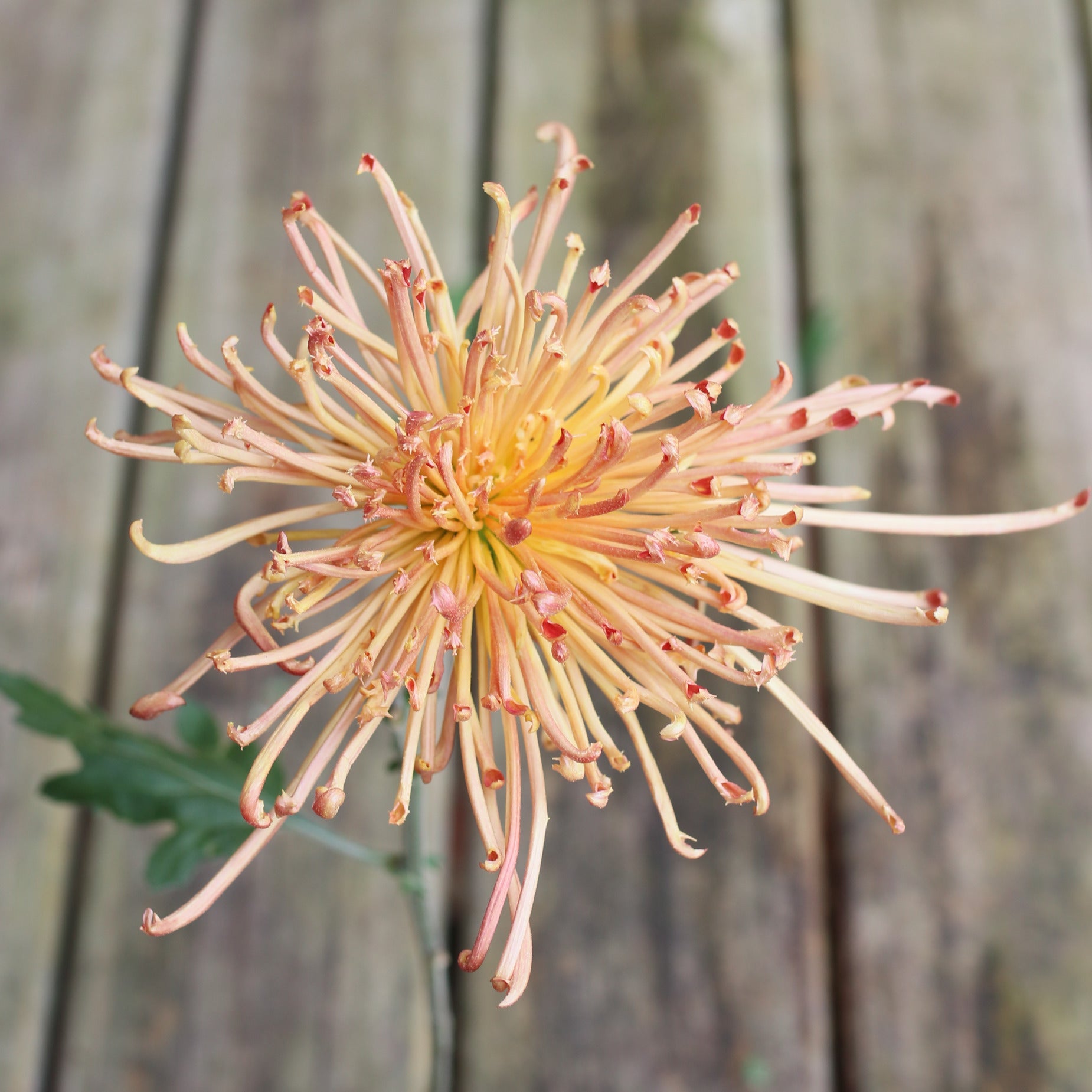 Chrysanthemum Plant - Seaton's Flair image 0