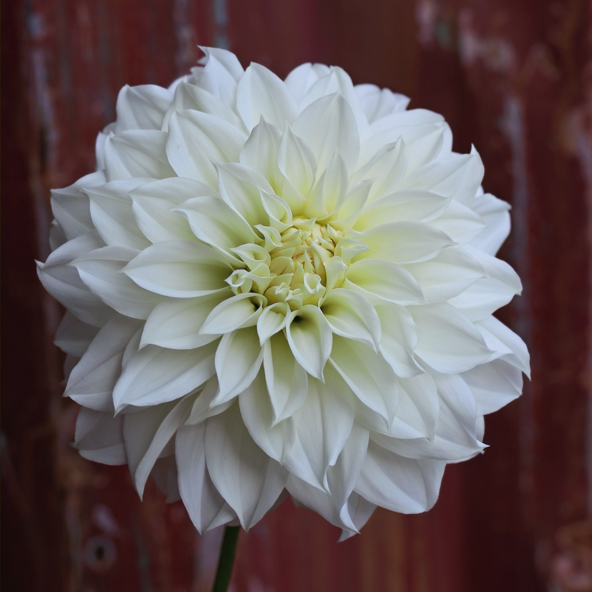 Dahlia Tuber - Florelie Whipped Cream image 0