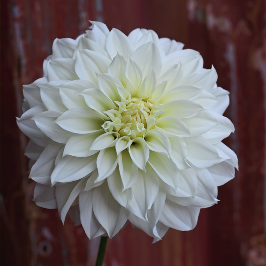 Dahlia Tuber - Florelie Whipped Cream image 0