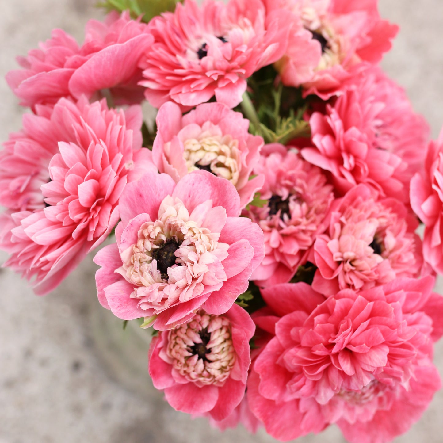 Italian Anemone Corms - Levante Rosa image 0