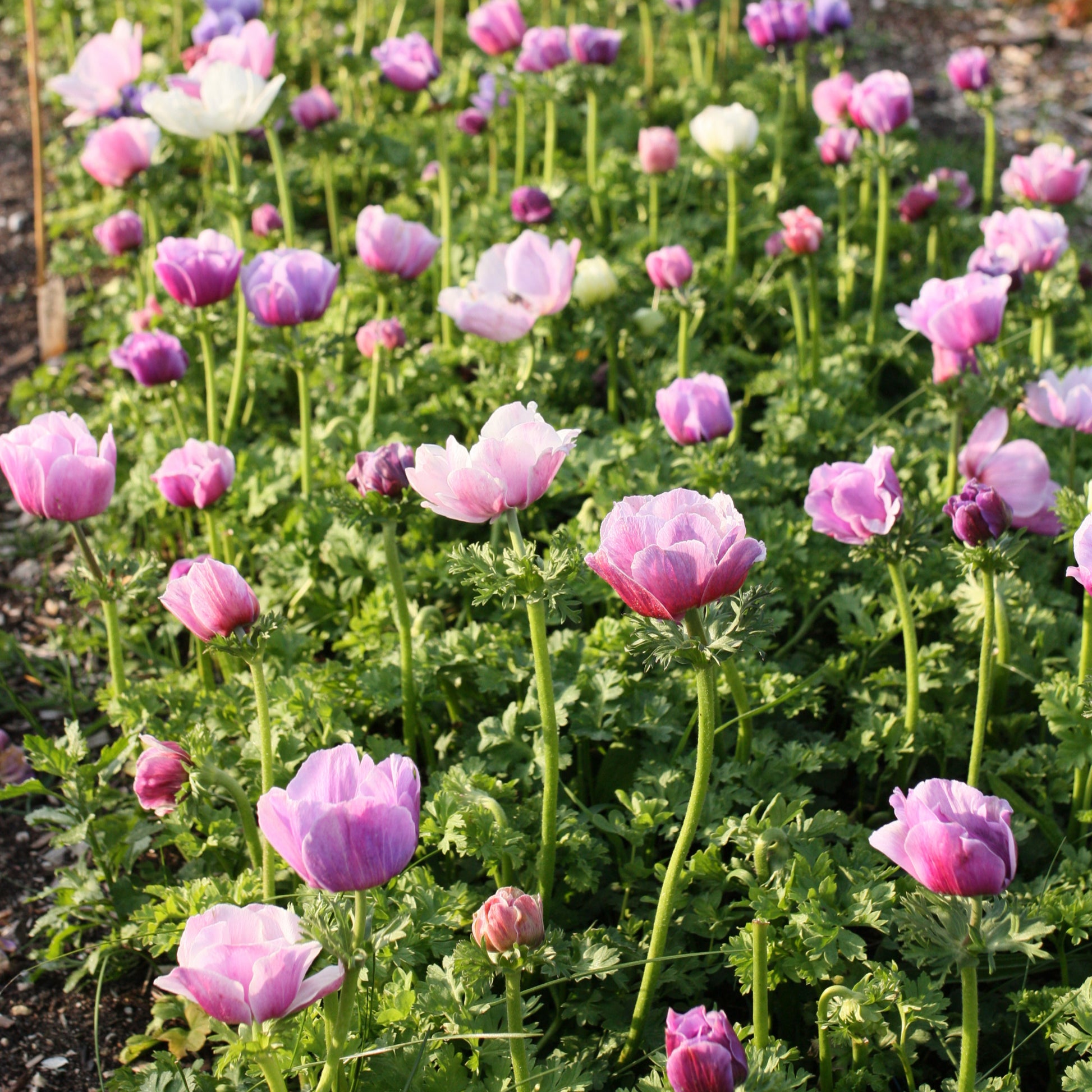 Italian Anemone Corms - Rarity image 1
