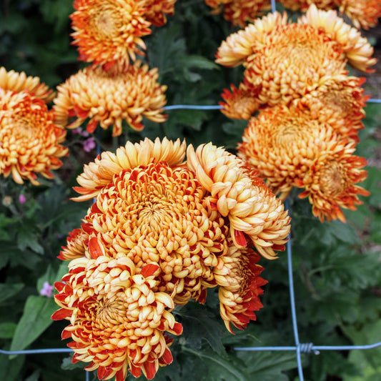 Chrysanthemum Plant - Heather James image 0