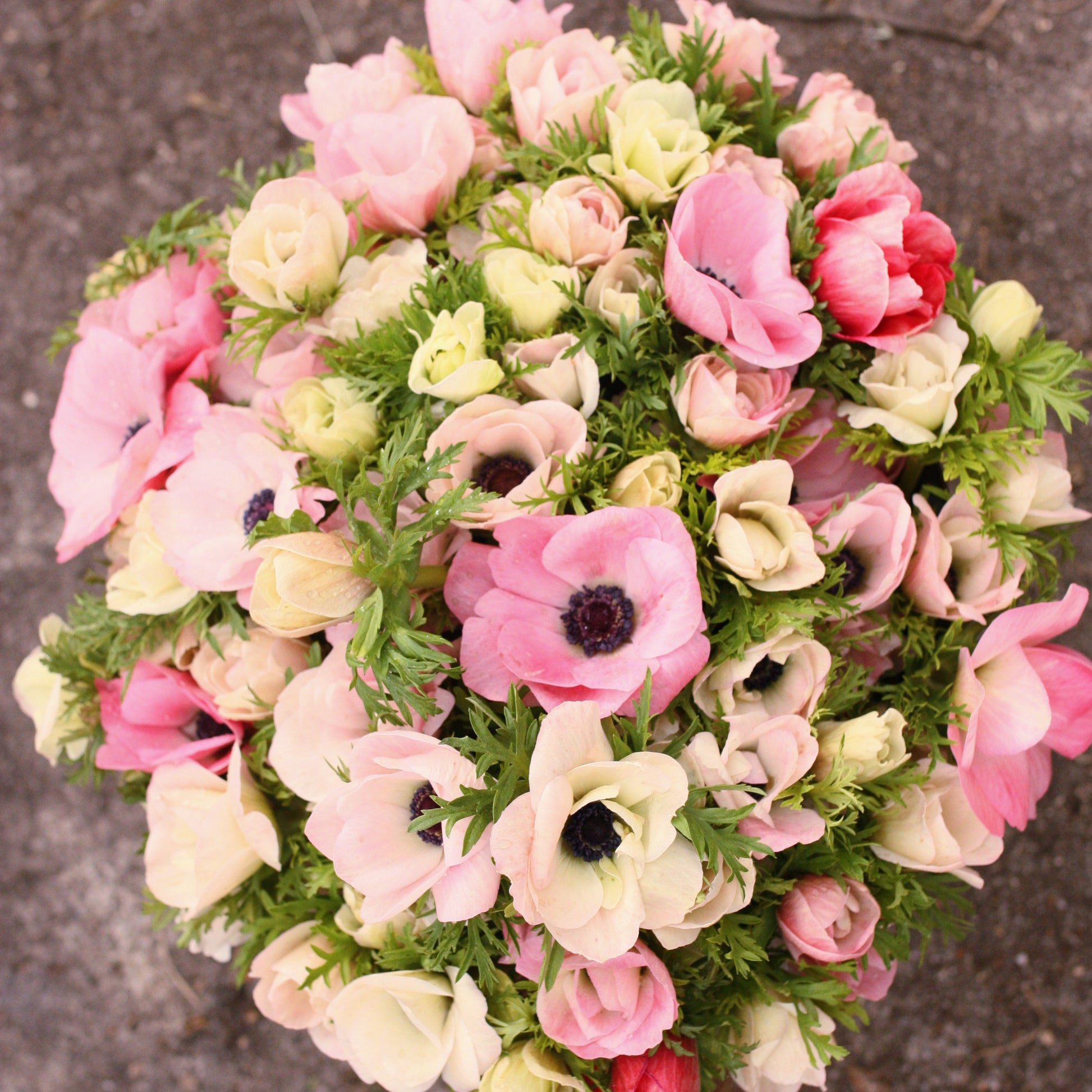 Italian Anemone Corms -Rosa Chiaro image 1